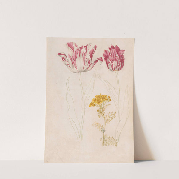 Twee tulpen en een takje met gele bloemen (1624 - 1681) by Jacob Marrel