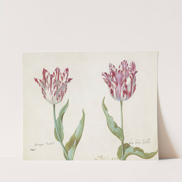 Twee tulpen (1637) by Jacob Marrel