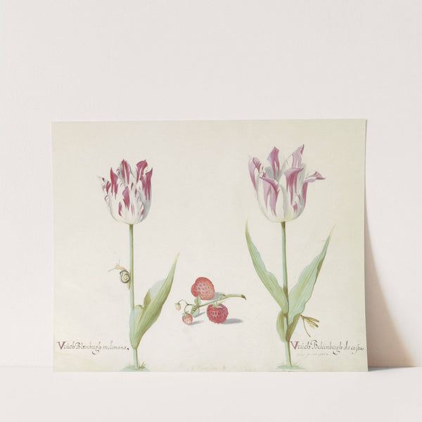 Twee tulpen met aardbeien en slak Vruch Bleinbergh melemans Vruch Beleinbergh da costa (1637) by Jacob Marrel