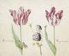 Twee tulpen met akelei, nachtvlinder en kever Admaral da Costta Parangun da Costta (1637)