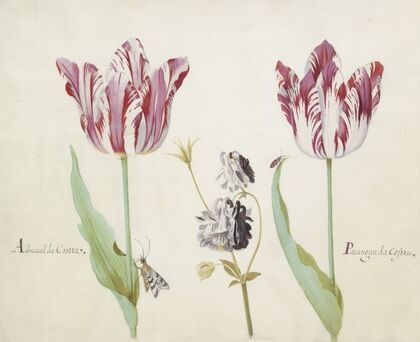 Twee tulpen met akelei, nachtvlinder en kever Admaral da Costta Parangun da Costta (1637)