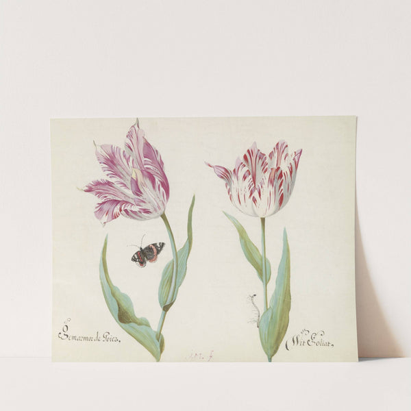 Twee tulpen met atalanta en rups Gemarmor de Goier Wit Goliat (1637) by Jacob Marrel