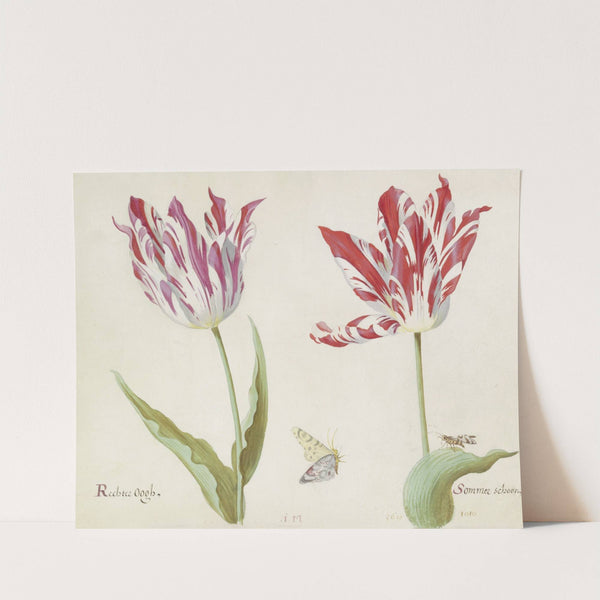 Twee tulpen met dag- en nachtvlinder Rechte Oogh Sommer schoon (1637) by Jacob Marrel