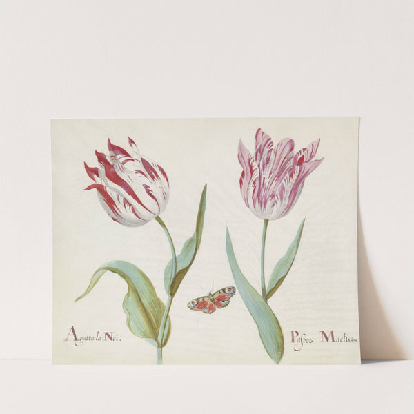 Twee tulpen met dagpauwooog Agatta la Noi Passer Macker (1637) by Jacob Marrel