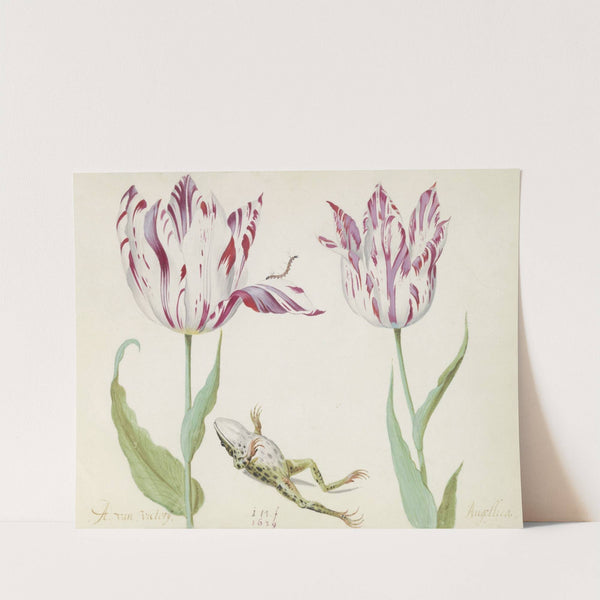 Twee tulpen met dode kiker en rups A. van Victorij Angellica (1637) by Jacob Marrel