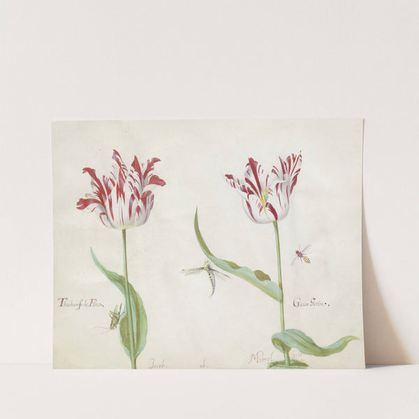 Twee tulpen met drie insecten Threhumfo de Flora Geren Gezin (1637) by Jacob Marrel