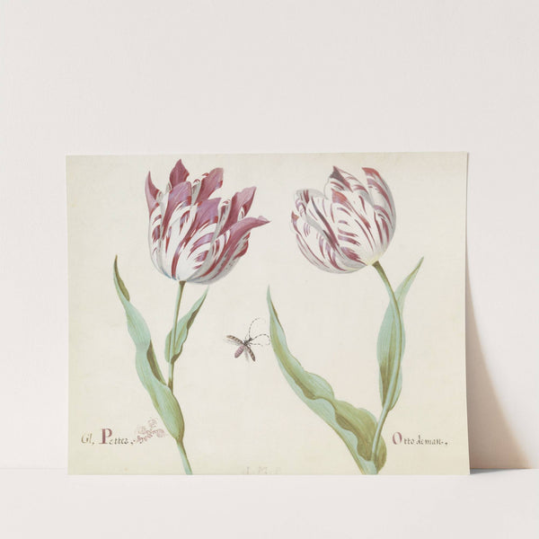 Twee tulpen met insect Gl. Petter Otto de man (1637) by Jacob Marrel