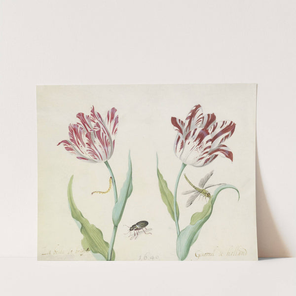 Twee tulpen met kever, rups en libelle (1637) by Jacob Marrel