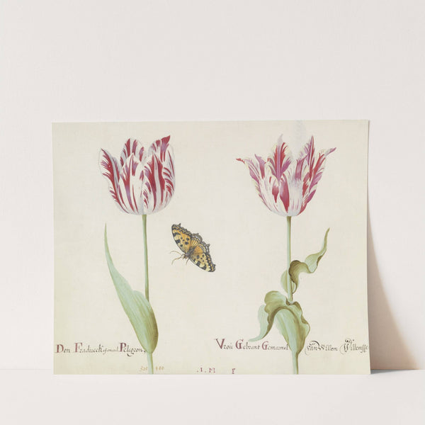 Twee tulpen met kleine vos Don Fradireck of Amaral Pelegron Vrou Gebrant Gemarmol van Willem Willemssen (1637) by Jacob Marrel
