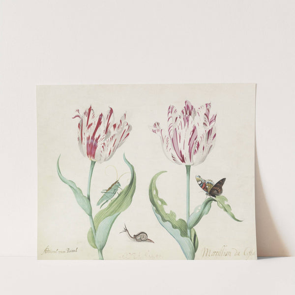 Twee tulpen met krekel, slak en vlinder Admiral van Rissel Morrillon da Costa (1637) by Jacob Marrel