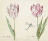 Twee tulpen met libelle Amaral De Man General de Man (1637)