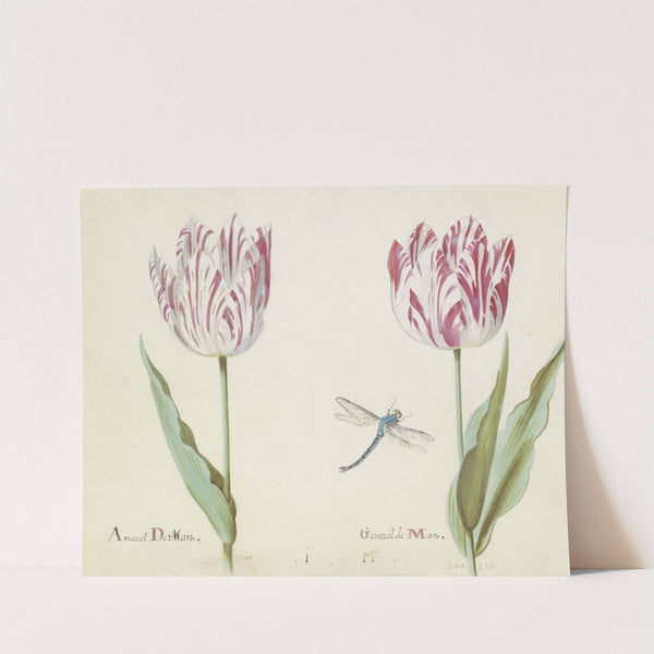 Twee tulpen met libelle Amaral De Man General de Man (1637) by Jacob Marrel
