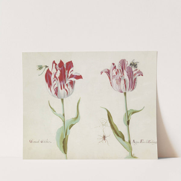 Twee tulpen met libelle, spin en hommel General Gouda Agata Fenis de Enchuysse (1637) by Jacob Marrel