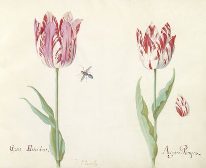Twee tulpen met los tulpenblad en vlieg Groot Estendart Agatta Pompea (1637)