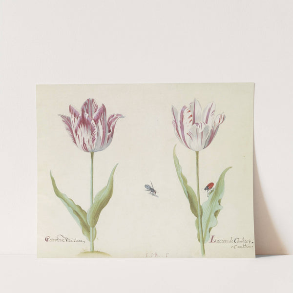 Twee tulpen met mug en kever Gemarmor van Caar Lanetta de Cambrey (1637) by Jacob Marrel