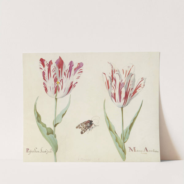 Twee tulpen met nachtvlinder Present van Jacob Jansse Marcus Aurelius (1637) by Jacob Marrel
