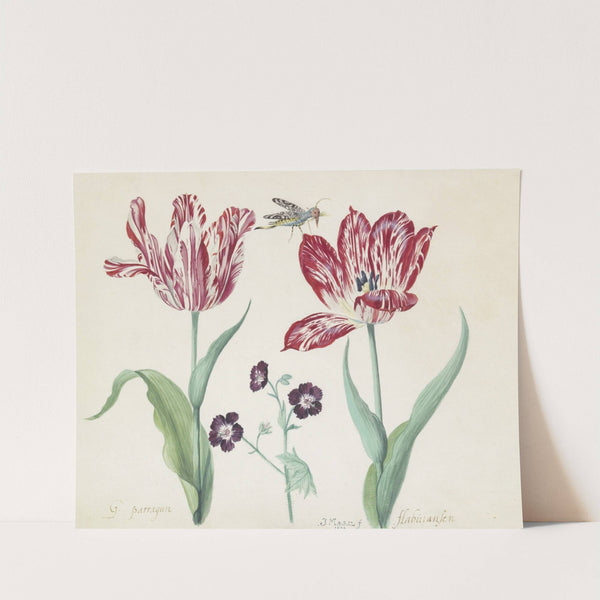 Twee tulpen met ooievaarsbek en insect G. parragun flabuiansen (1637) by Jacob Marrel