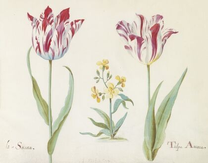 Twee tulpen met plant uit de kruisbloemenfamilie La Sesarea Tulpa Aurora (1637)