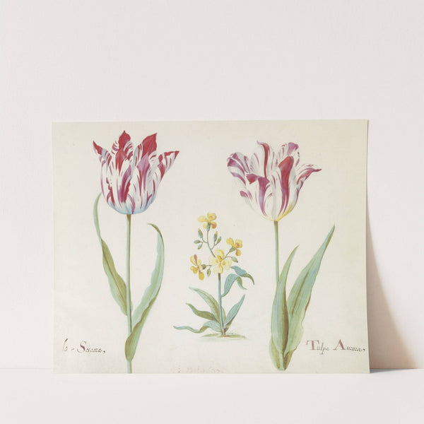 Twee tulpen met plant uit de kruisbloemenfamilie La Sesarea Tulpa Aurora (1637) by Jacob Marrel