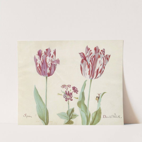 Twee tulpen met primula en slak Sepion Doncker Wolck (1637) by Jacob Marrel