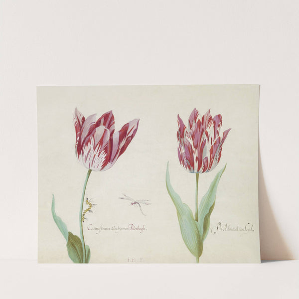 Twee tulpen met rups en waterjuffer Carmesijn met Colonbijn van Polonburgh Viz Admaral van Leijd(en) (1637) by Jacob Marrel