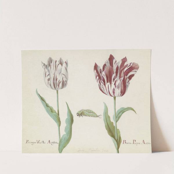 Twee tulpen met rups Parangun Vizo Rei Acosta Broene Purper Acosta (1637) by Jacob Marrel
