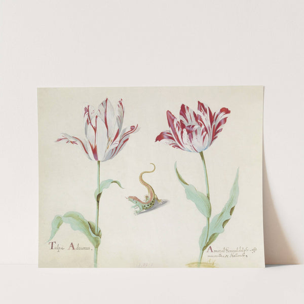 Twee tulpen met salamander Tulpa Adrianus Amaral General delphs (1637) by Jacob Marrel
