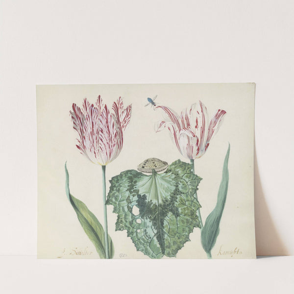 Twee tulpen met schelp en groot blad P. Schilter Kamuseta (1637) by Jacob Marrel