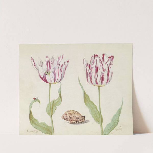 Twee tulpen met schelp en lieveheersbeestje Carrollus Greber (1637) by Jacob Marrel