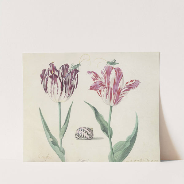 Twee tulpen met schelp en twee krekels Congaster La prinssese de paris (1637) by Jacob Marrel