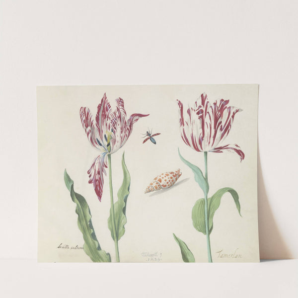 Twee tulpen met schelp en vliegende kever La bella sultana Tamerlan (1637) by Jacob Marrel