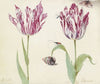 Twee tulpen met schelp, kever, vlieg en vlinder Minerva G. Standart (1637)