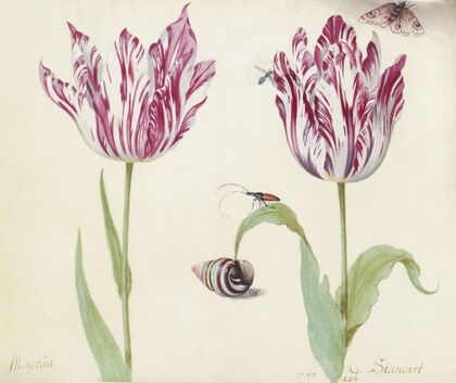 Twee tulpen met schelp, kever, vlieg en vlinder Minerva G. Standart (1637)
