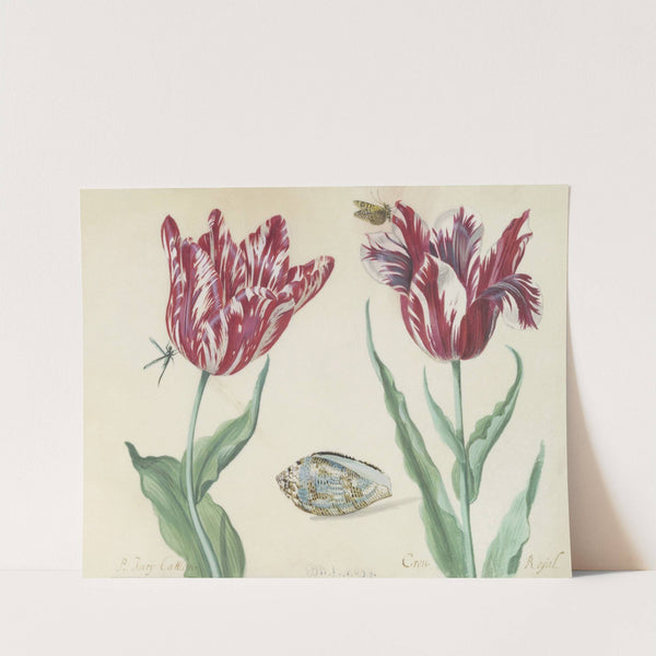 Twee tulpen met schelp, vlinder en vlieg Minerva Orrienthal (1637) by Jacob Marrel