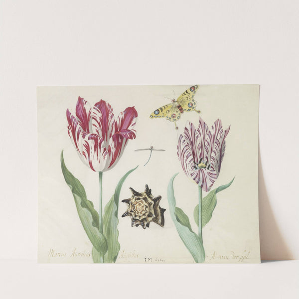 Twee tulpen met schelp, waterjuffer en vlinder Marcus Aurellius Augustus A van der Pul (1637) by Jacob Marrel