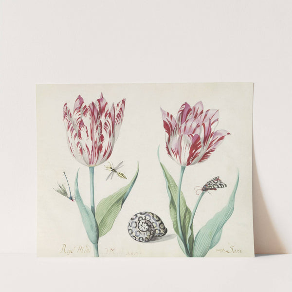 Twee tulpen met slak, nachtvlinder en twee insecten (1637) by Jacob Marrel