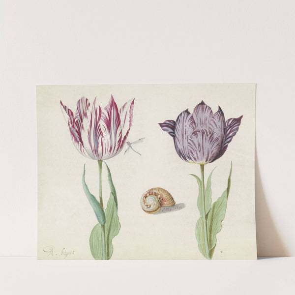 Twee tulpen met slakkenhuis en waterjuffer A. bogart La Morta (1637) by Jacob Marrel