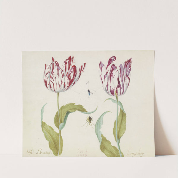Twee tulpen met spin en vlieg in spinnenweb A. Secretarij Langschap (1637) by Jacob Marrel
