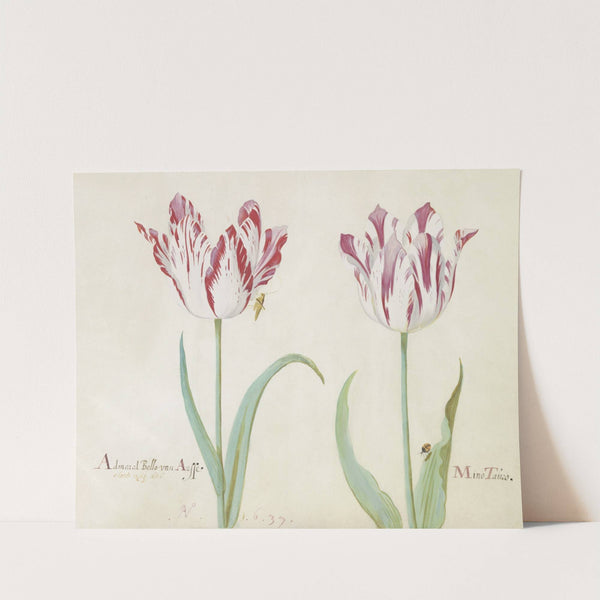 Twee tulpen met sprinkhaan en lieveheersbeestje Admaral Bello van Arsse Mino Tauro (1637) by Jacob Marrel