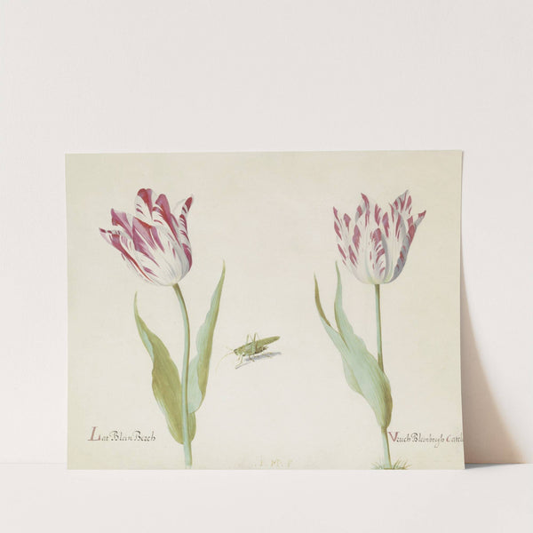 Twee tulpen met sprinkhaan Lat Blein Berch Vruch Bleinbergh Catelein (1637) by Jacob Marrel