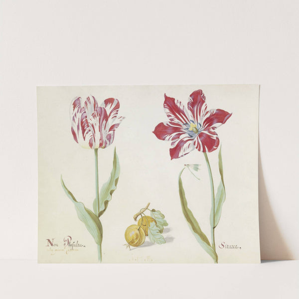 Twee tulpen met twee gele vruchten Non Plusulta Sitarea (1637) by Jacob Marrel