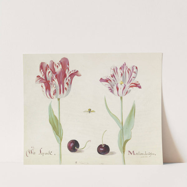 Twee tulpen met twee kersen en bij Wit Laprock Morlion da Costa (1637) by Jacob Marrel