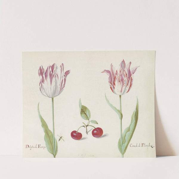 Twee tulpen met twee kersen en vlieg Delphin de Franca Conde de Flandez (1637) by Jacob Marrel