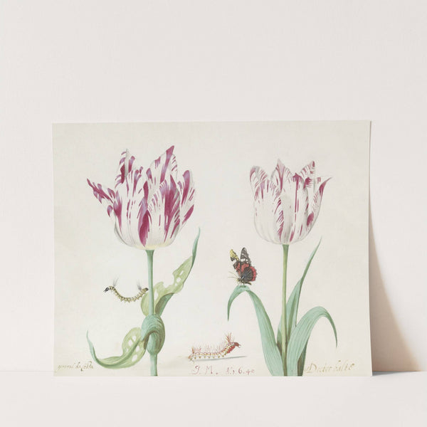 Twee tulpen met twee rupsen en atalanta General a Costa g(enera)l Doctor balte (1637) by Jacob Marrel