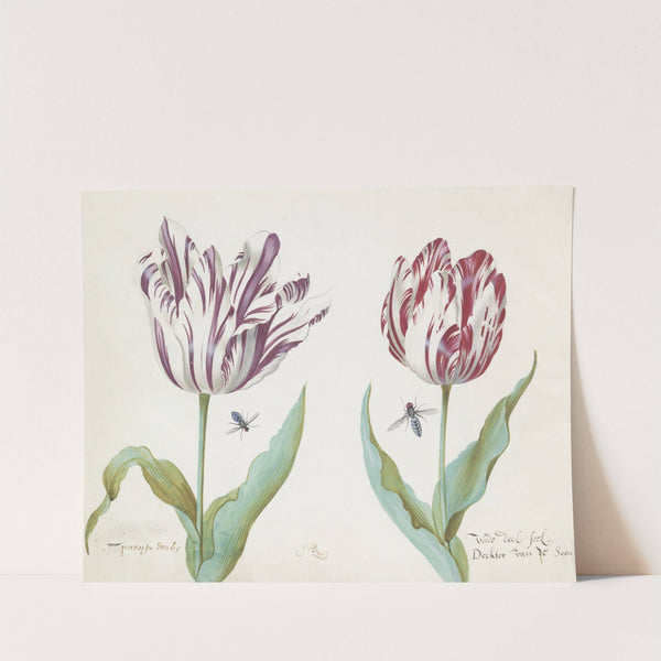 Twee tulpen met twee vliegen (1637) by Jacob Marrel