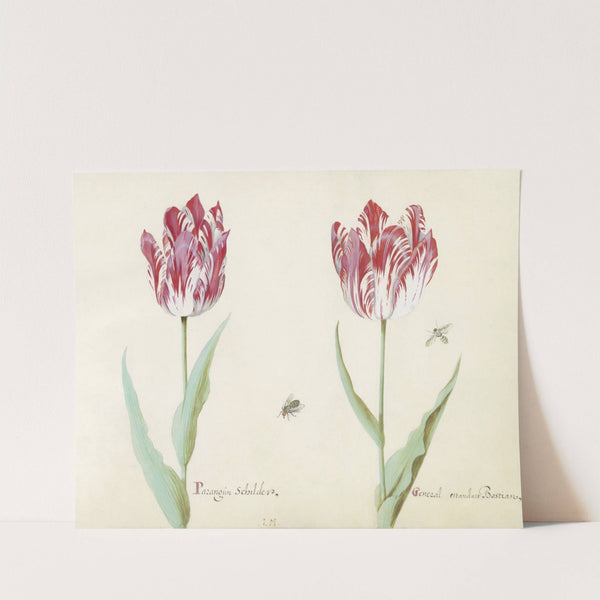 Twee tulpen met twee vliegen Parangun Schilder General estandart Bastian (1637) by Jacob Marrel