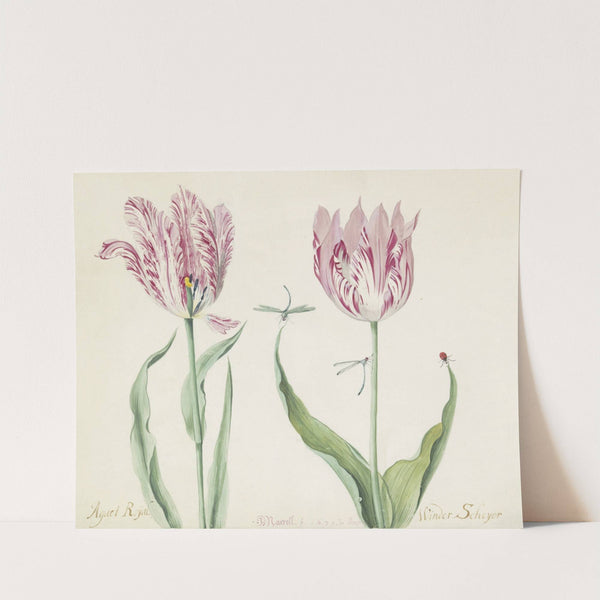 Twee tulpen met twee waterjuffers en lieveheersbeestje Agaet Roijal Winder Scheyer (1637) by Jacob Marrel