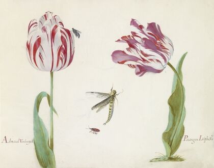 Twee tulpen met vlieg, libelle en kever Admaral Vanden eijck Parangun Liphcks (1637)