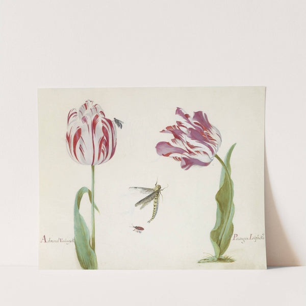 Twee tulpen met vlieg, libelle en kever Admaral Vanden eijck Parangun Liphcks (1637) by Jacob Marrel