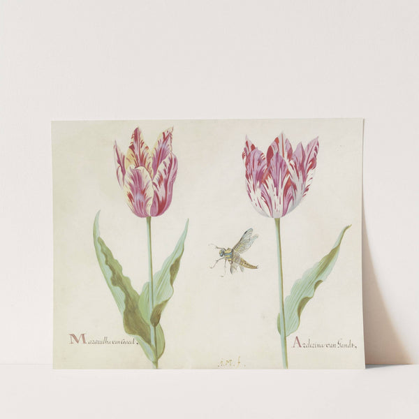 Twee tulpen met vlieg Marauilha van Coacel Arderina van Gandt (1637) by Jacob Marrel